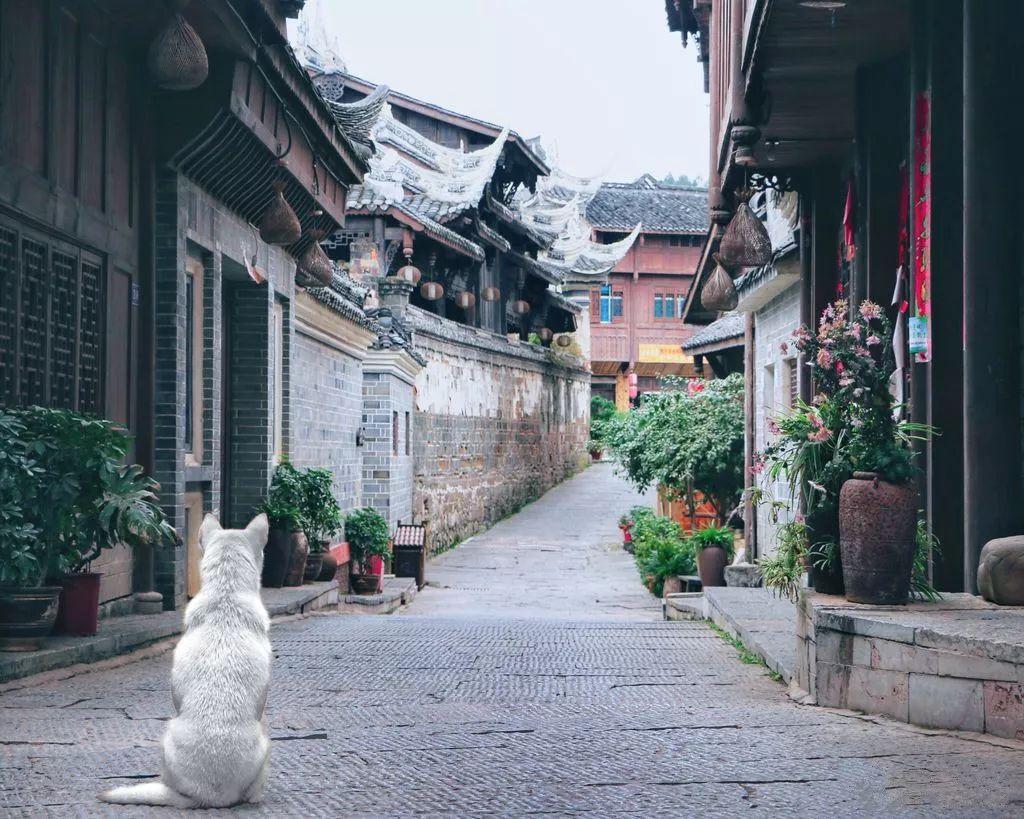 看门狗